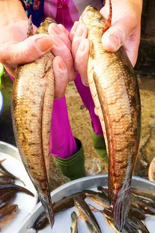 Cá Dầy Nước Ngọt Là Gì?