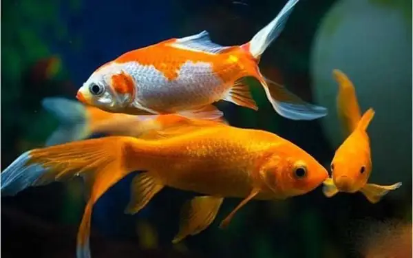 F) Cá Koi