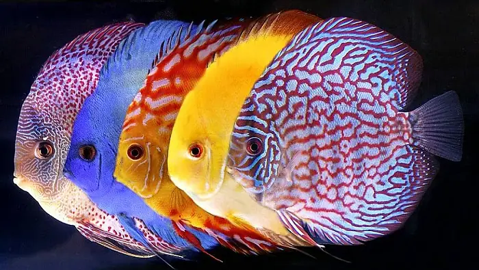 Tìm Hiểu Về Cá Dĩa