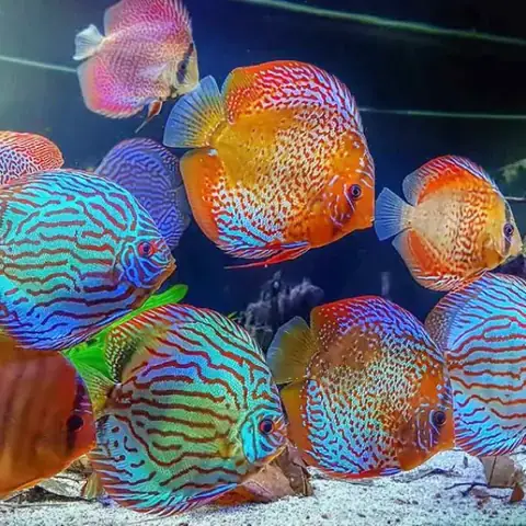 Các Biện Pháp Khắc Phục Tình Trạng Cá Dĩa Bị Nhát Hiệu Quả