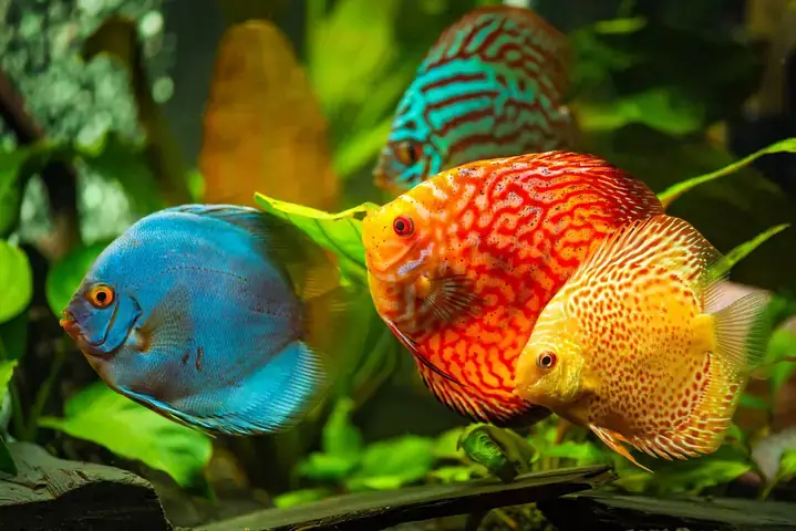 Hiểu Rõ Về Hành Vi Nhát Của Cá Dĩa