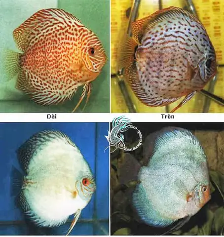 Cá Đĩa Bị Tuột Nhớt: Nguyên Nhân, Dấu Hiệu & Cách Xử Lý Hiệu Quả