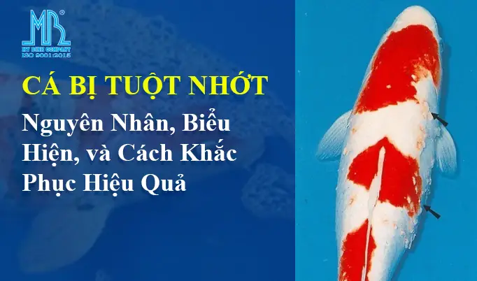 Cá Đĩa Bị Tuột Nhớt: Nguyên Nhân, Dấu Hiệu & Cách Xử Lý Hiệu Quả
