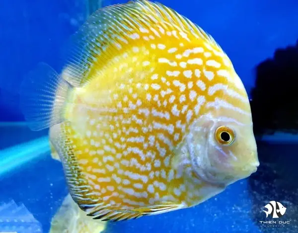 Giá Cá Dĩa Ở Đâu Rẻ Nhất Hiện Nay?