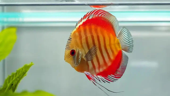 Cá Dĩa Hoa Hồng (rose Red Discus): Nguồn Gốc, Đặc Điểm Và Cách Chăm Sóc Chi Tiết