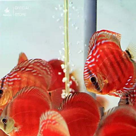 Cá Dĩa Hoa Hồng