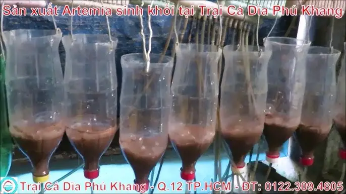 Đánh Giá Toàn Diện Trại Cá Dĩa Phú Khang Q12 Tp Hcm: Uy Tín, Chất Lượng Và Dịch Vụ