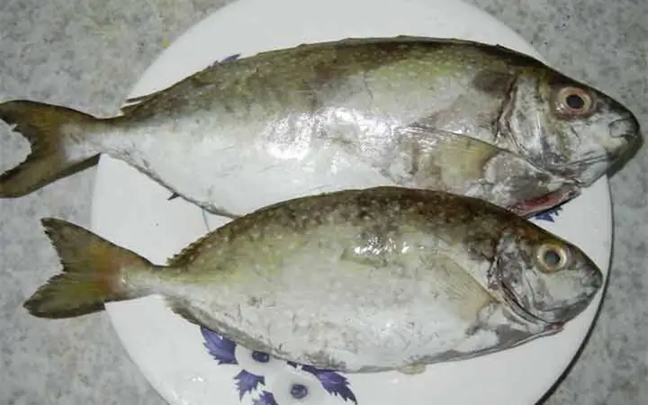 Cá Dìa Quảng Ninh: Đặc Sản Biển Đáng Thưởng Thức Từ Vùng Đất Mỏ