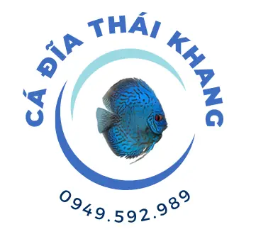 Cá Đĩa Thái Khang: Bí Quyết Chăm Sóc Và Nuôi Dưỡng Cá Đĩa Thái Khang Đạt Chuẩn Cá Đĩa Thái Khang: Bí Quyết Chăm Sóc Và Nuôi Dưỡng Cá Đĩa Thái Khang Đạt Chuẩn