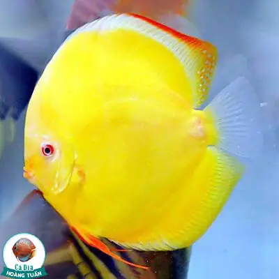 Cá Đĩa Vàng Albino: Bí Mật Về Loài Cá Cảnh Quý Hiếm Và Cách Chăm Sóc
