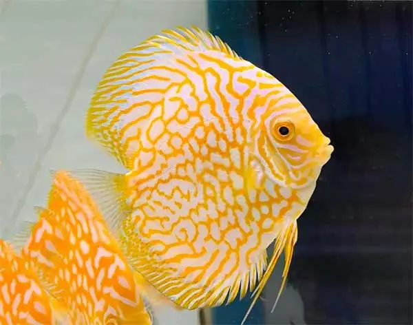 Cá Đĩa Vàng Albino