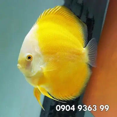 Cá Đĩa Vàng Albino
