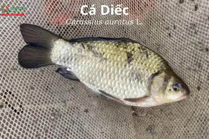 Giá Trị Của Cá Diếc Trong Đời Sống Và Ẩm Thực Việt Nam Giá Trị Của Cá Diếc Trong Đời Sống Và Ẩm Thực Việt Nam