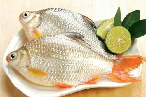 So Sánh Cá Diếc Và Cá He: Nhận Biết, Phân Biệt & Hướng Dẫn Chăm Sóc