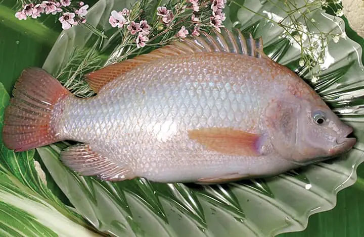 Thông Tin Tổng Quan Về Cá Diêu Hồng
