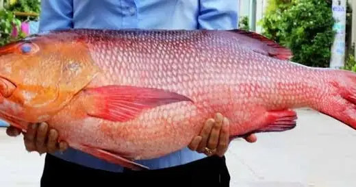 Cá Diêu Hồng Biển Nấu Lẩu: Công Thức Chuẩn Vị Thái Chua Cay & Măng Chua Mê Ly