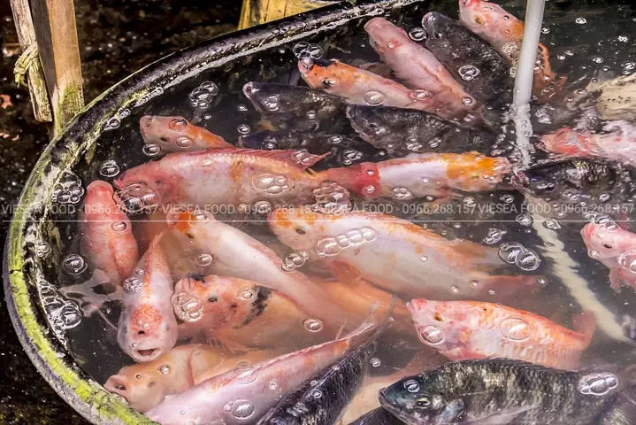 Đặc Điểm Của Cá Diêu Hồng