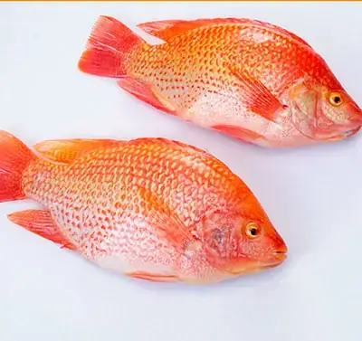 Nguồn Gốc Và Đặc Điểm Sinh Học Của Cá Diêu Hồng