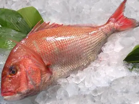 Cá Trích Ép Trứng 3 Màu Nhật Bản: Món Ăn Sashimi Bổ Dưỡng