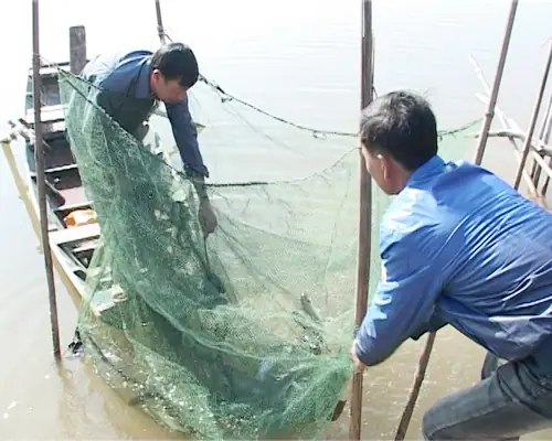 Quảng Ninh Nhân Giống Và Nuôi Thành Công Cá Đối Mục Thương Phẩm