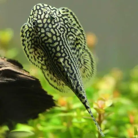 Aaaa
