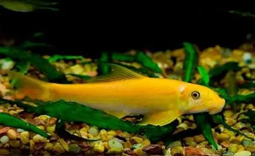 Giới Thiệu Cá Bống Vàng Dọn Bể