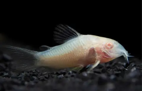 Cá Dọn Bể Thủy Sinh