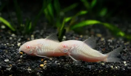 Cá Dọn Bể Thủy Sinh