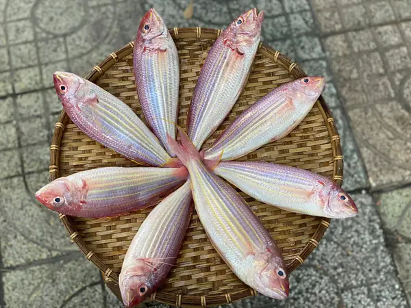 Cá Đổng Là Gì? Sinh Sống Ở Đâu?