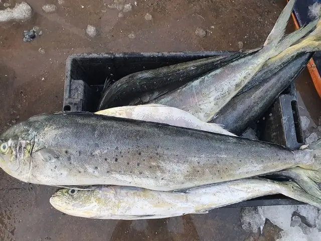 Cá Dũa Là Cá Gì? Đặc Điểm Của Cá Dũa