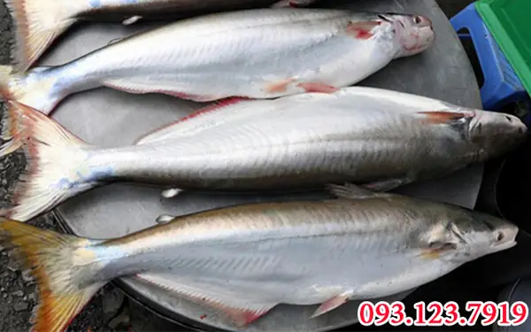 Nuôi Cá Dứa Nước Ngọt: Hướng Dẫn Toàn Tập Từ A Đến Z