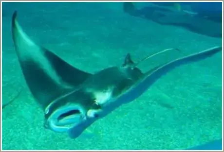 Tìm Hiểu Sâu Về Hình Thức Sinh Sản Noãn Thai Sinh (ovoviviparity)