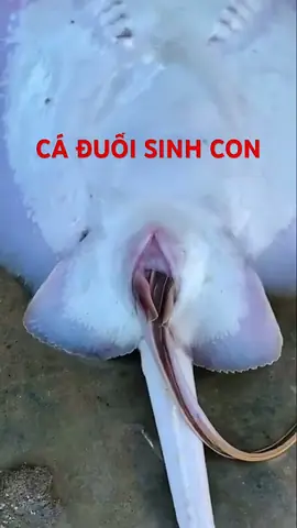 Cá Đuối Đẻ Con Hay Đẻ Trứng? Sinh Sản Noãn Thai Sinh Kỳ Diệu