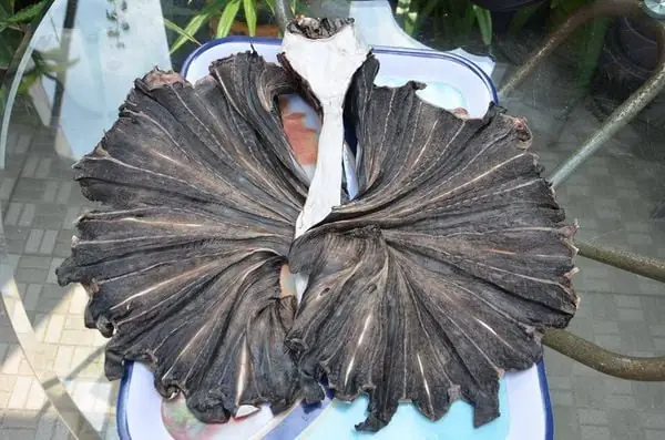 Cá Đuối Hắc Cấy