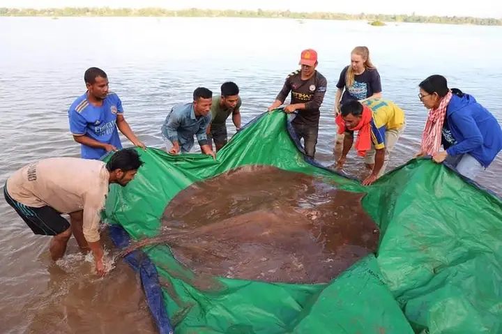 Nhóm Chuyên Gia Quốc Tế Đã Tới Giải Cứu Cá Đuối Nước Ngọt Khổng Lồ Và Thả Nó Về Môi Trường Tự Nhiên (ảnh: Scmp).