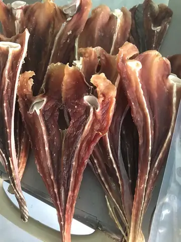 Cá Đuối Sinh Sản Như Thế Nào