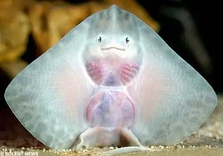 Cá Đuối Sống Ở Đâu? Khám Phá Môi Trường Ẩn Dưới Biển Cả Và Sông Ngòi