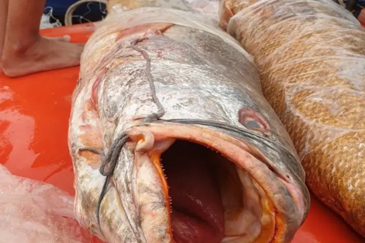 Giải Đáp: Cá Đường Là Cá Gì?