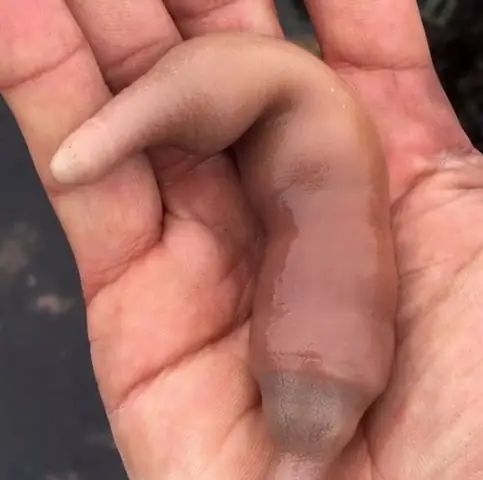 Cá Dương Vật Là Gì?
