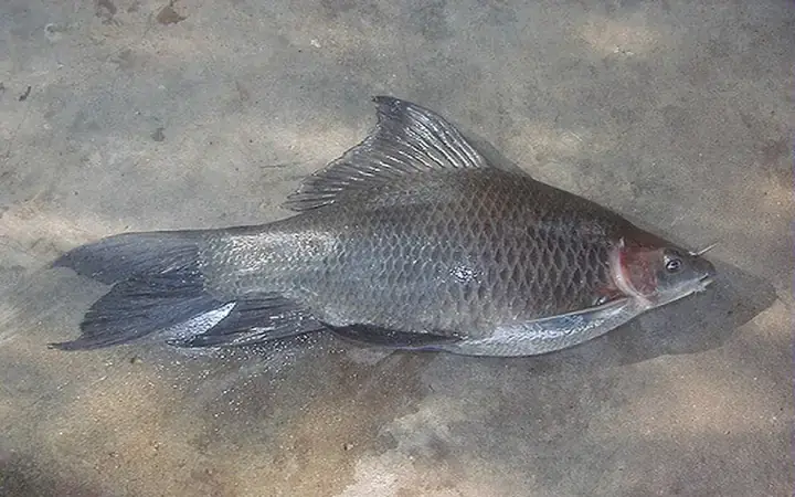 Đặc Điểm Nhận Dạng Của Cá Ét Nước Ngọt