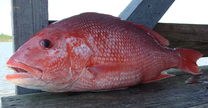 Ý Nghĩa Của “cá Bốn Màu” Trong Thế Giới Cá Cảnh