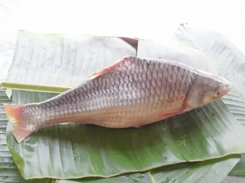 Cá Gì Giống Cậu Ông Trời Cái Tên: Khám Phá Truyền Thuyết Về Cá Ông Trong Văn Hóa Việt Nam
