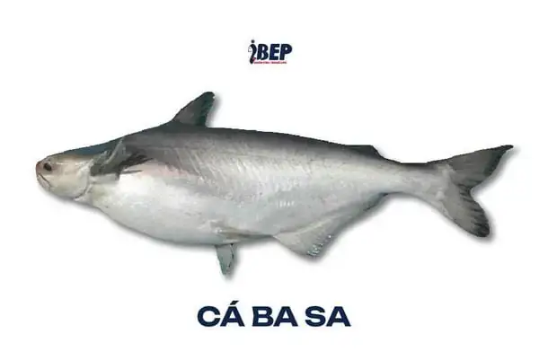 Tổng Quan Về Cá Cảnh Có Thân Hình Tròn Và Lý Do Chúng Được Yêu Thích Tổng Quan Về Cá Cảnh Có Thân Hình Tròn Và Lý Do Chúng Được Yêu Thích