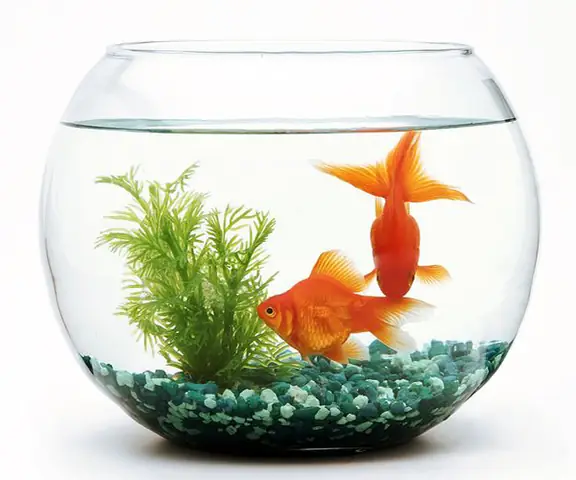 Cá Gì Hình Tròn? Khám Phá Thế Giới Dưới Nước Qua Những Sinh Vật Có Dáng Dấp Đặc Biệt