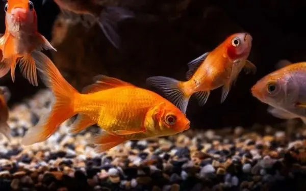 B) Tập Tính Giao Phối Ở Cá