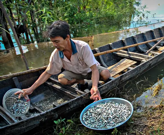Cá Giống Cá Linh