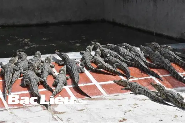 Cá Sấu Nuôi: Từ Cơn Sốt Giống Đến Bài Học Thị Trường