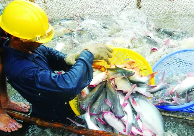 Tương Lai Cá Tra – Nhìn Từ Giống