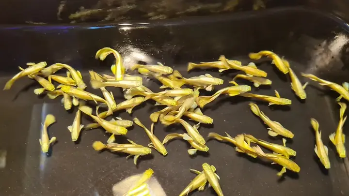Cá Guppy Full Gold: Bí Mật Của "báu Vật" Vàng Lóng Lánh Trong Thế Giới Cá Cảnh