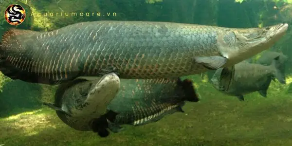 Văn Hóa Và Tín Ngưỡng Liên Quan Đến Cá Hải Tượng Long